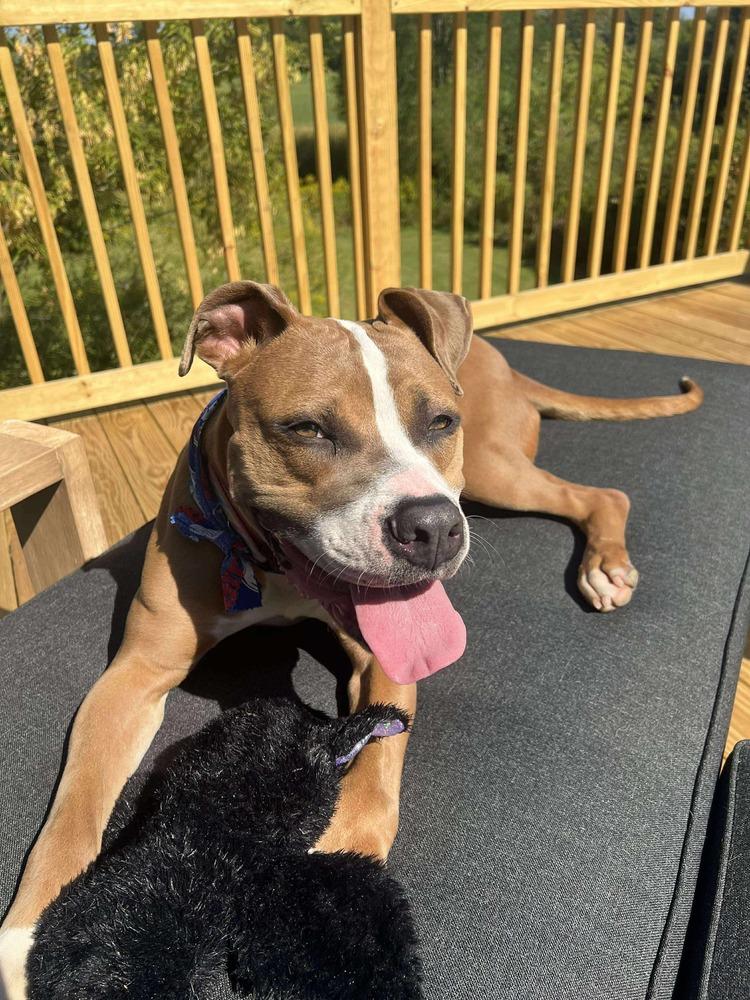 Polly, a Adoptable Pit Bull Terrier in Amherst, NY image 6/6