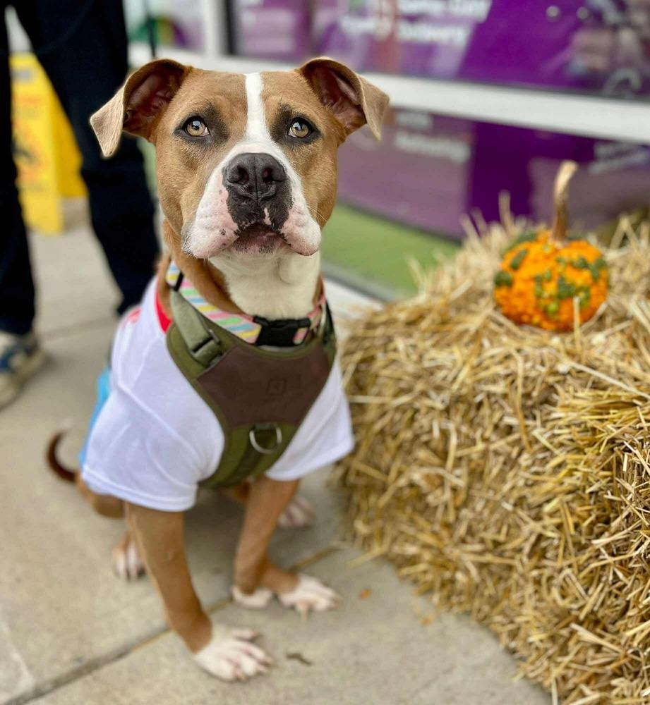 Enlarge Polly, a Adoptable Pit Bull Terrier in Amherst, NY image 6/6