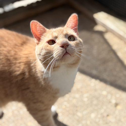 Enlarge Terrace, a Adoptable Domestic Short Hair in Tipp City, OH image 1/6
