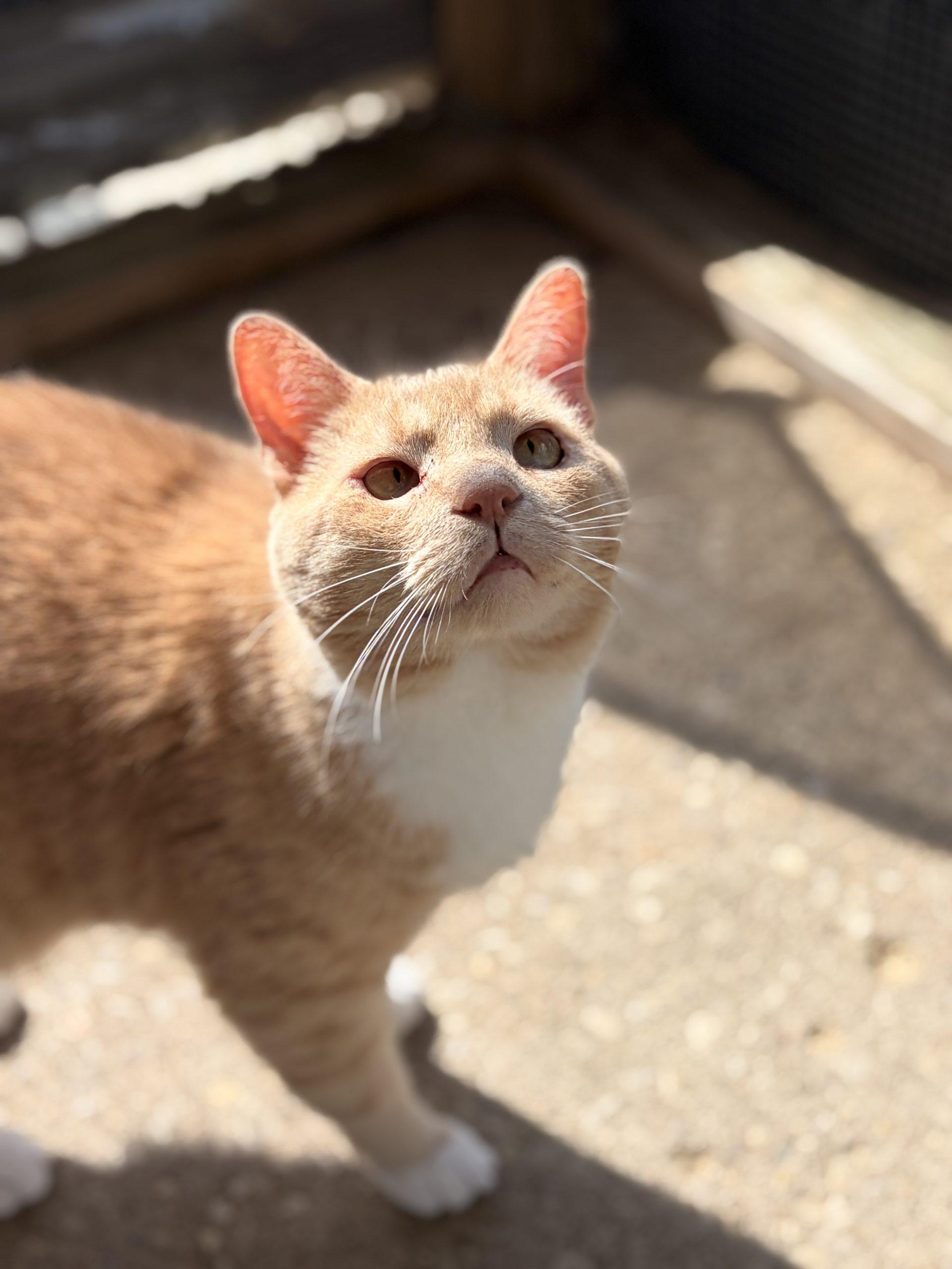 Terrace, a Adoptable Domestic Short Hair in Tipp City, OH image 1/6