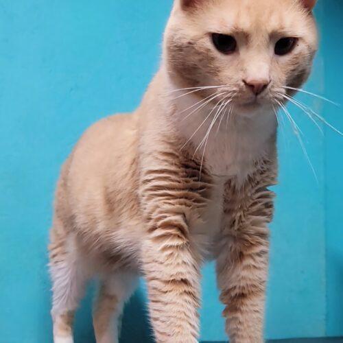 Terrace, Adoptable, Senior Male Domestic Short Hair.