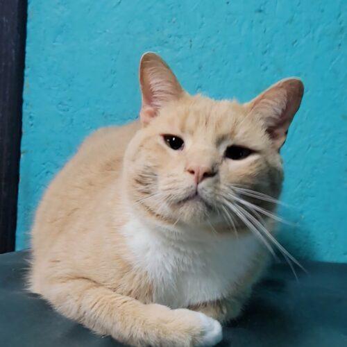 Terrace, Adult Male Domestic Short Hair
