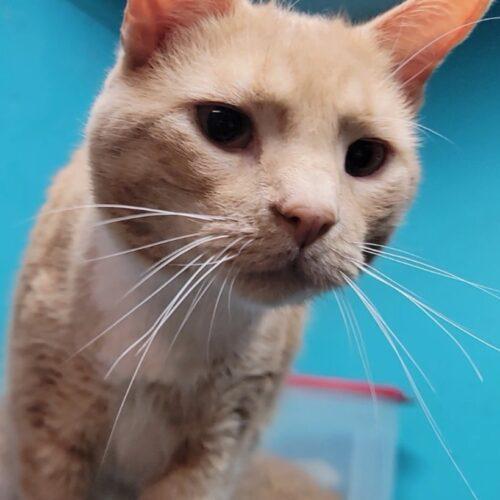 Terrace, a Adoptable Domestic Short Hair in Tipp City, OH image 2/5