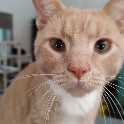 Terrace, a Adoptable Domestic Short Hair in Tipp City, OH image 3/5