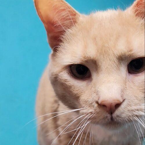 Terrace, a Adoptable Domestic Short Hair in Tipp City, OH image 4/5
