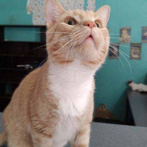 Terrace, a Adoptable Domestic Short Hair in Tipp City, OH image 5/5
