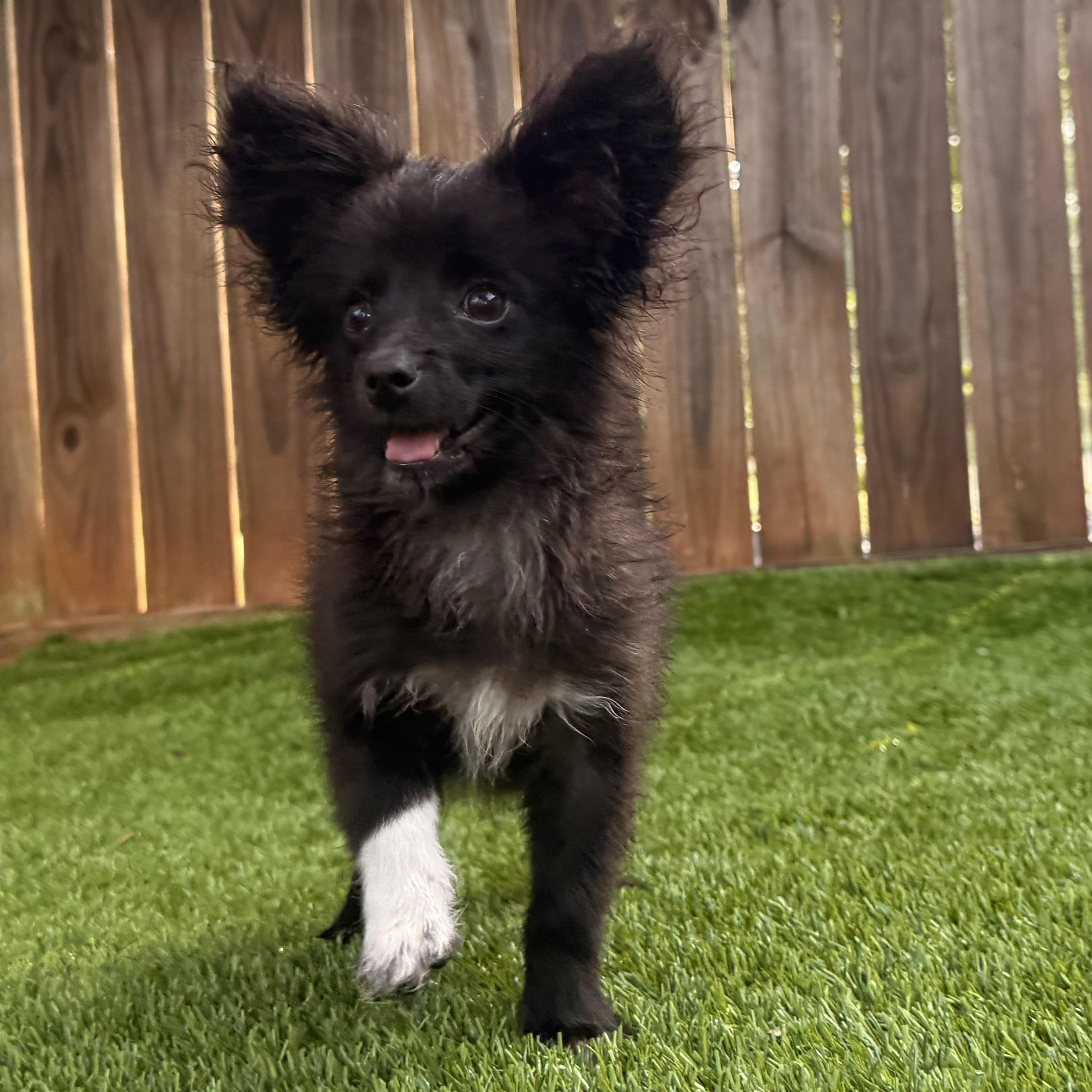 Kong, Adopted, Puppy Male Pomeranian.