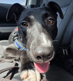 Enlarge Shadow, an adoptable mixed breed in Santa Clara, CA image 1/4