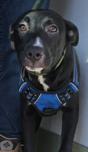 Enlarge Shadow, an adoptable mixed breed in Santa Clara, CA image 2/4