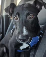 Enlarge Shadow, an adoptable mixed breed in Santa Clara, CA image 3/4