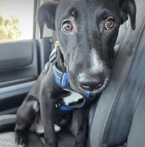 Enlarge Shadow, an adoptable mixed breed in Santa Clara, CA image 4/4