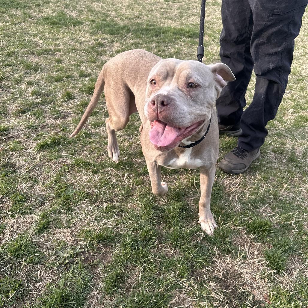 Phebes (In foster), Adoptable, Senior Female Pit Bull Terrier.