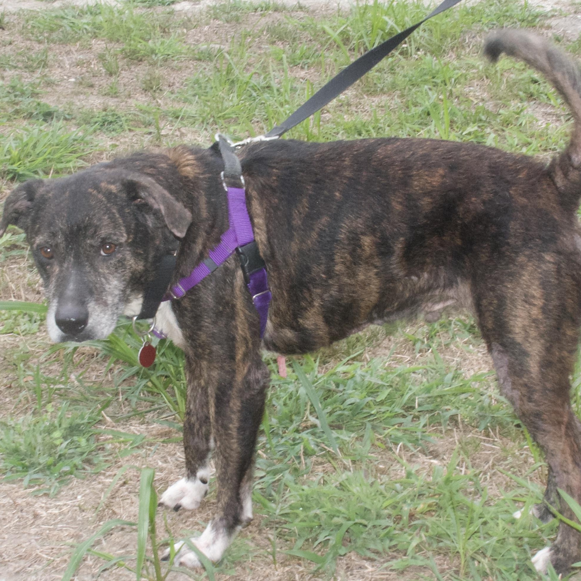 Ruff, a Adoptable Mixed Breed in Gloucester, VA image 4/4