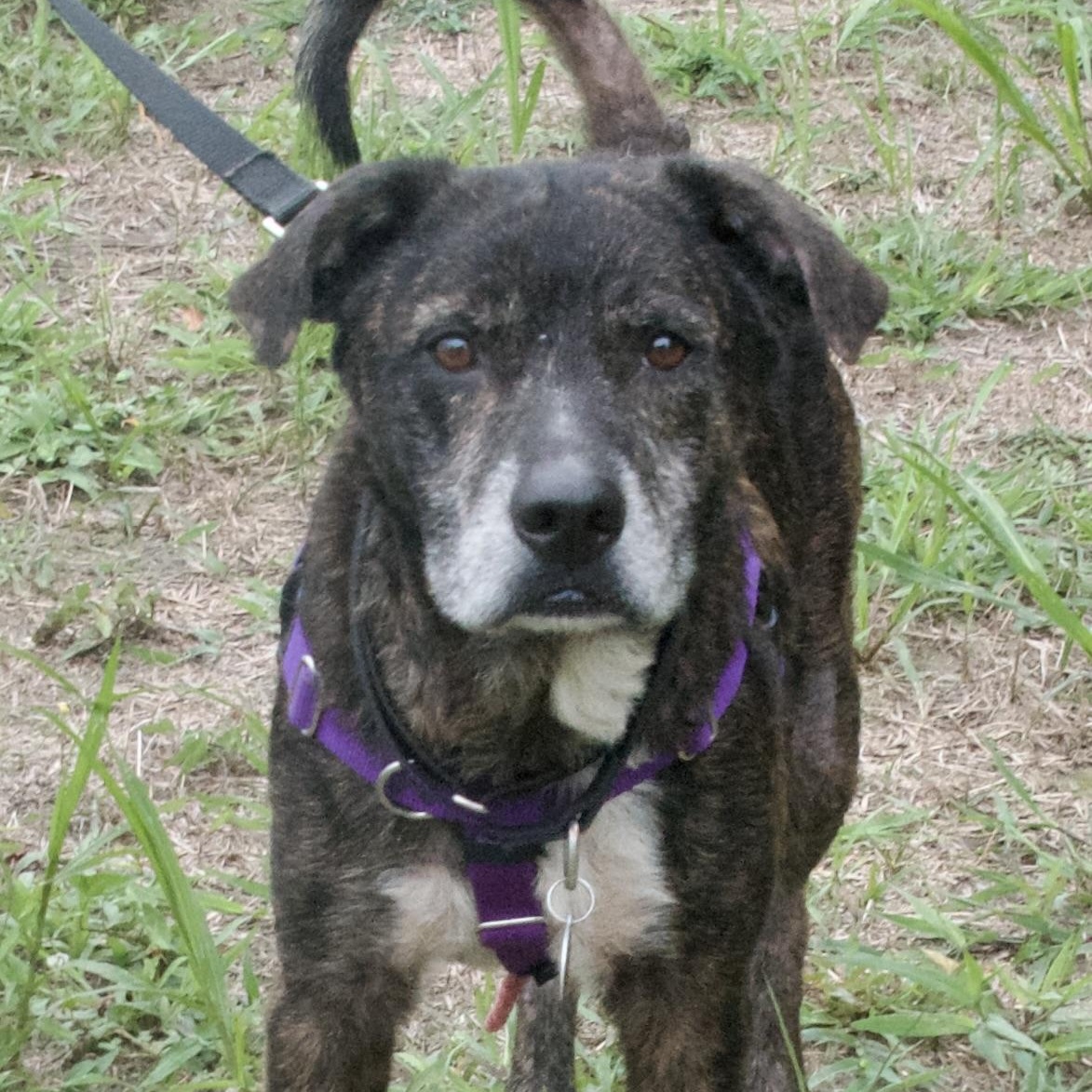 Ruff, a Adoptable Mixed Breed in Gloucester, VA image 1/4