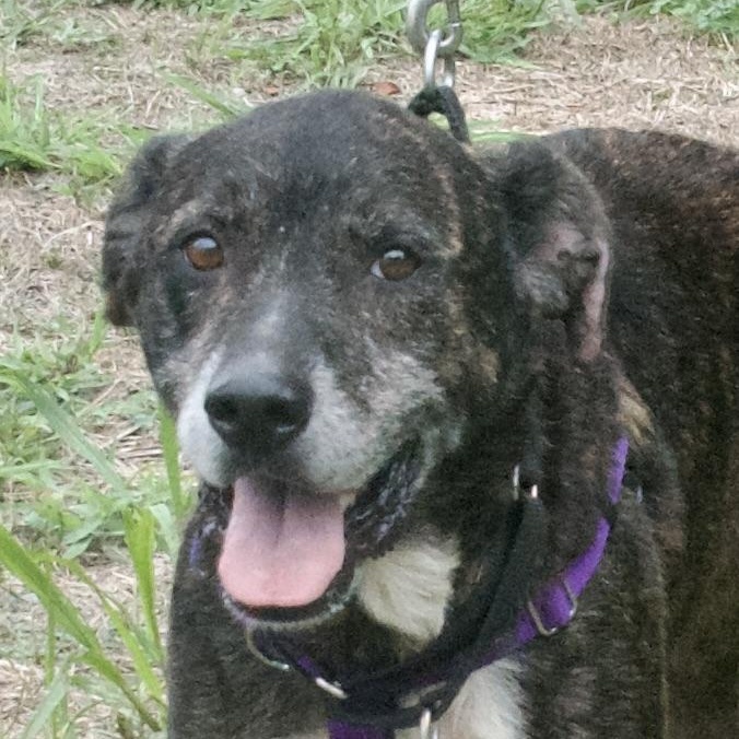 Ruff, a Adoptable Mixed Breed in Gloucester, VA image 3/4