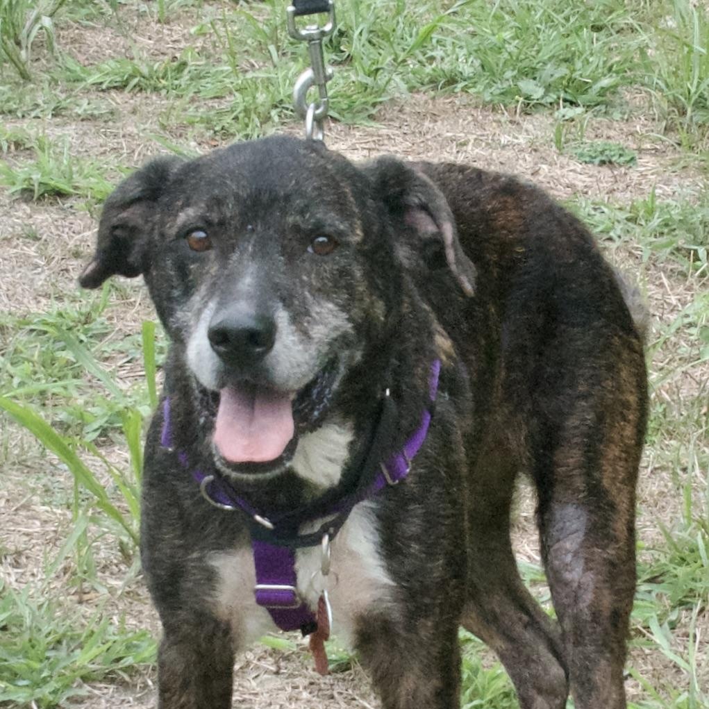 Ruff, a Adoptable Mixed Breed in Gloucester, VA image 2/4