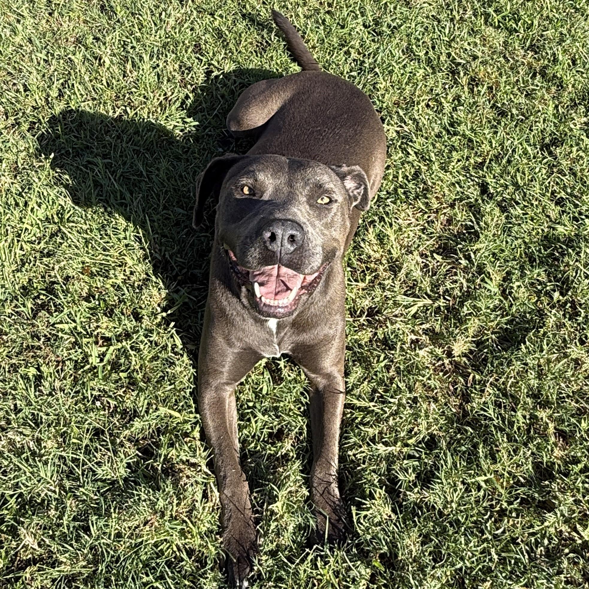 Enlarge Wednesday, a Adoptable Pit Bull Terrier in Brenham, TX image 6/6