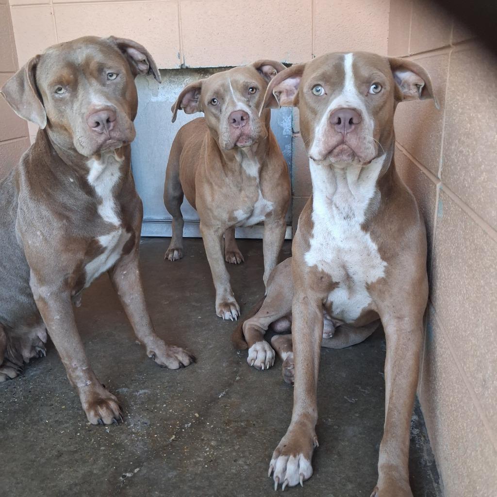 Betty, Adoptable, Young Female Pit Bull Terrier.