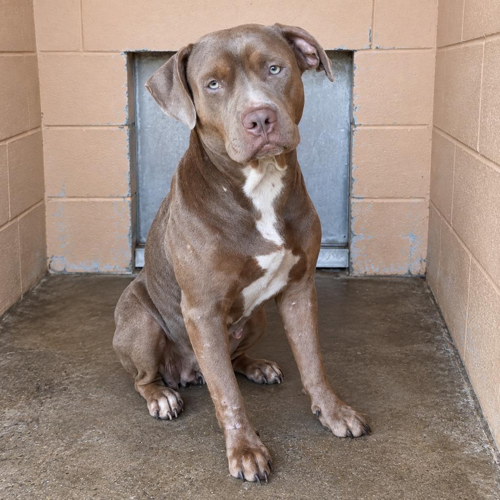 Enlarge Betty, a Adoptable Pit Bull Terrier in Gautier, MS image 2/2