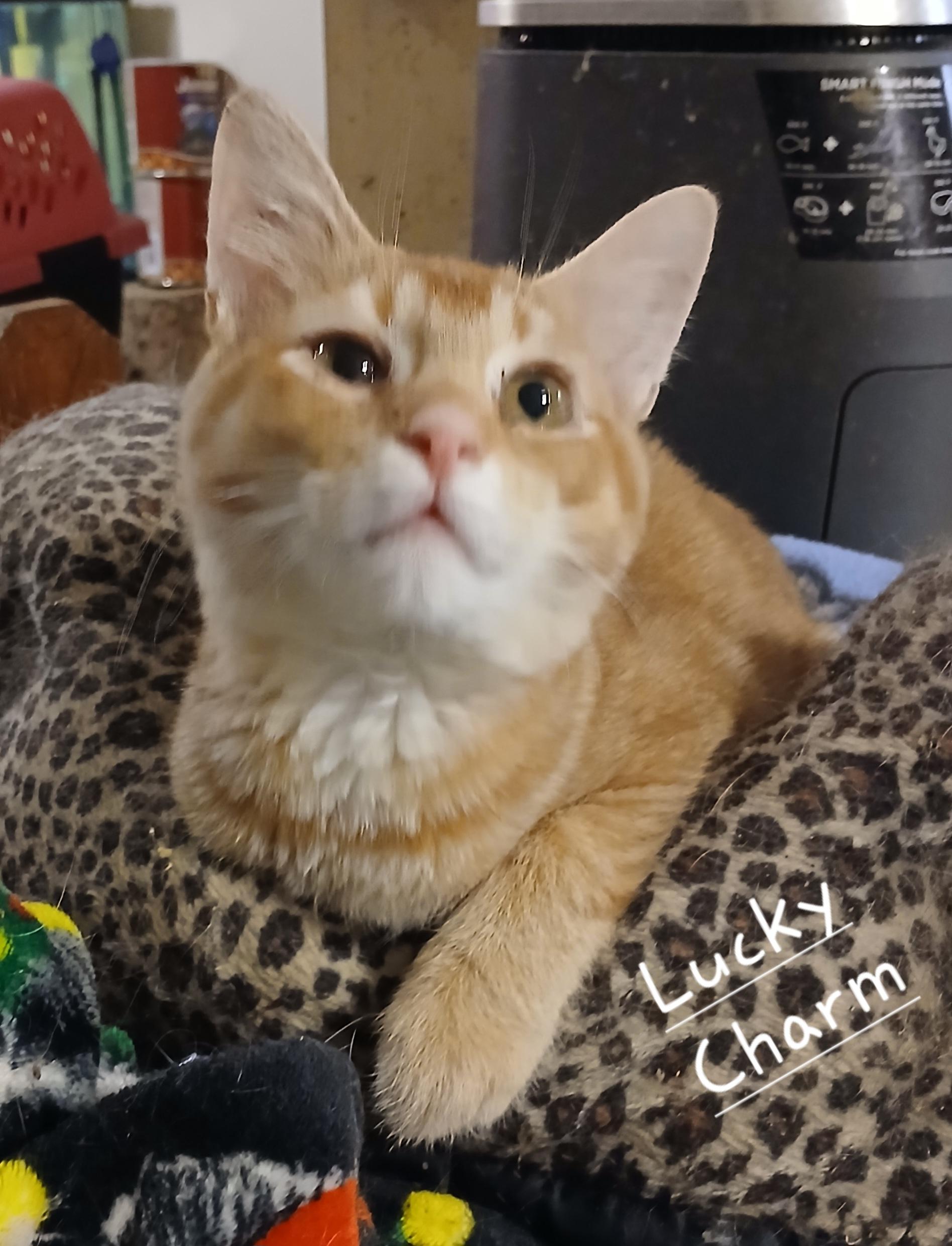 Lucky Charm, Young Male unknown
