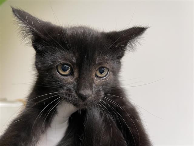 Enlarge ONYX, a Adoptable Domestic Short Hair in Chatsworth, CA image 1/1