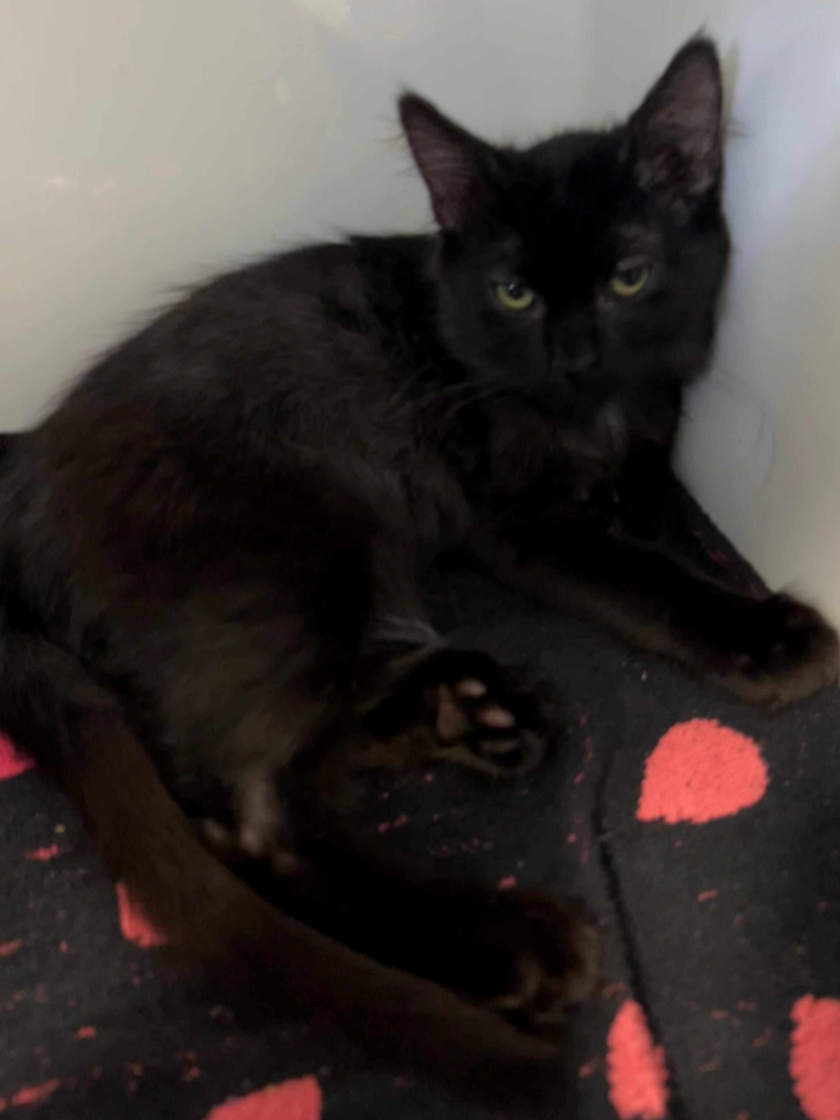 Bonnie, Adoptable, Kitten Female Domestic Medium Hair.