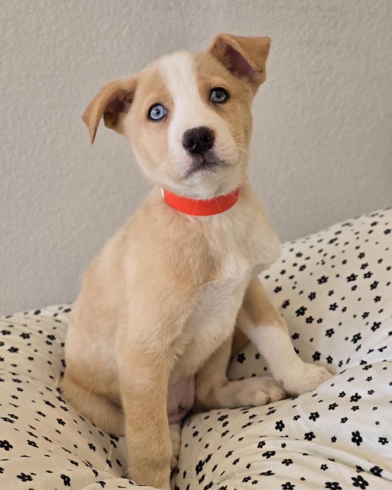 Enlarge Prancer, a Adoptable mixed breed in Sedalia, CO image 4/6
