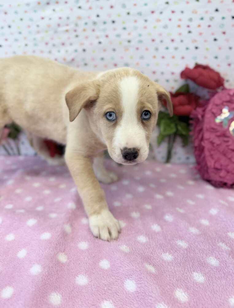 Enlarge Prancer, a Adoptable mixed breed in Sedalia, CO image 5/6