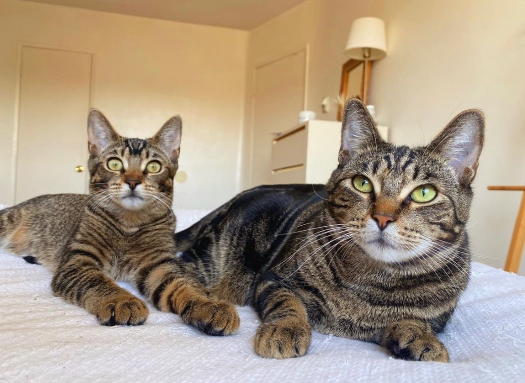 Enlarge Doozy, a Adoptable Domestic Short Hair in Garden Grove, CA image 10/12