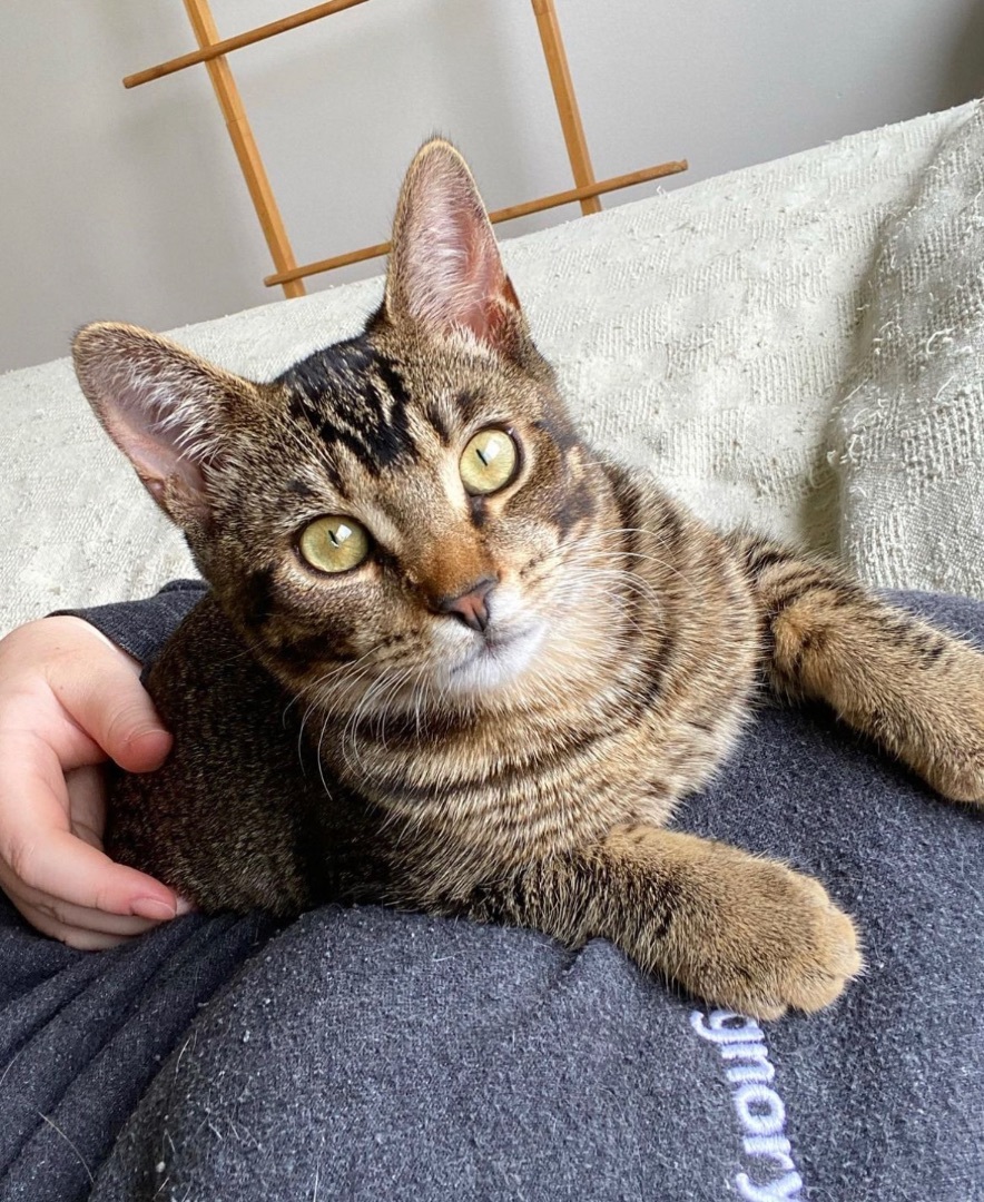 Enlarge Doozy, a Adoptable Domestic Short Hair in Garden Grove, CA image 8/12