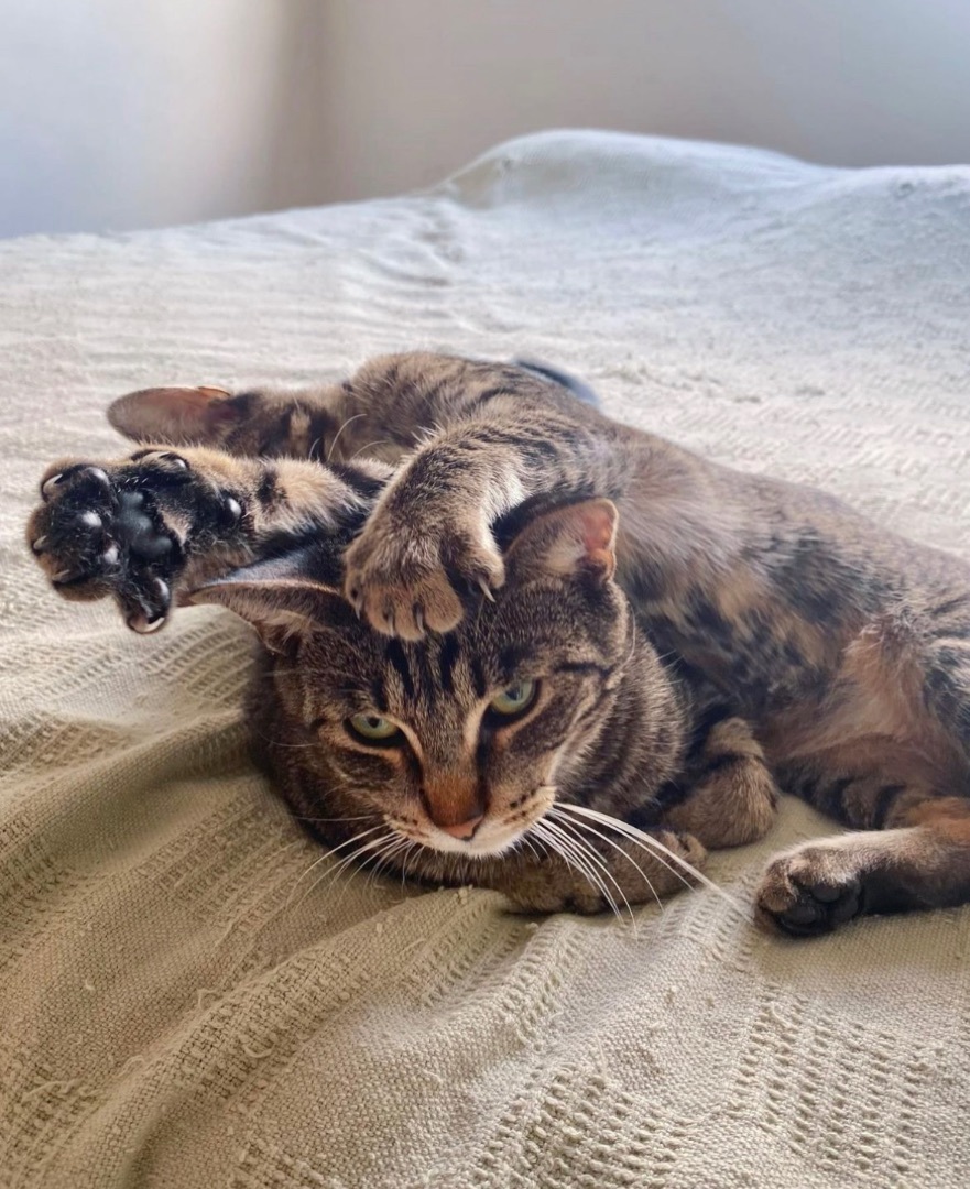 Enlarge Doozy, a Adoptable Domestic Short Hair in Garden Grove, CA image 9/12