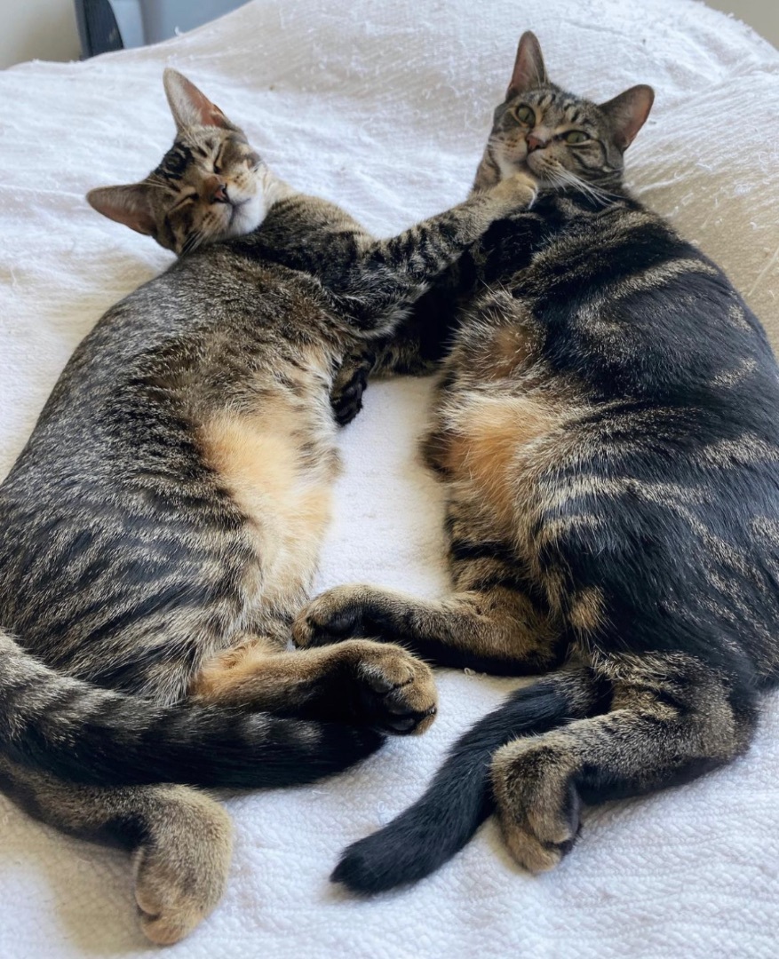 Enlarge Doozy, a Adoptable Domestic Short Hair in Garden Grove, CA image 11/12