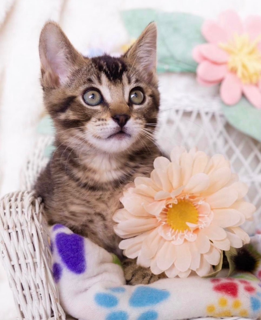 Enlarge Doozy, a Adoptable Domestic Short Hair in Garden Grove, CA image 12/12