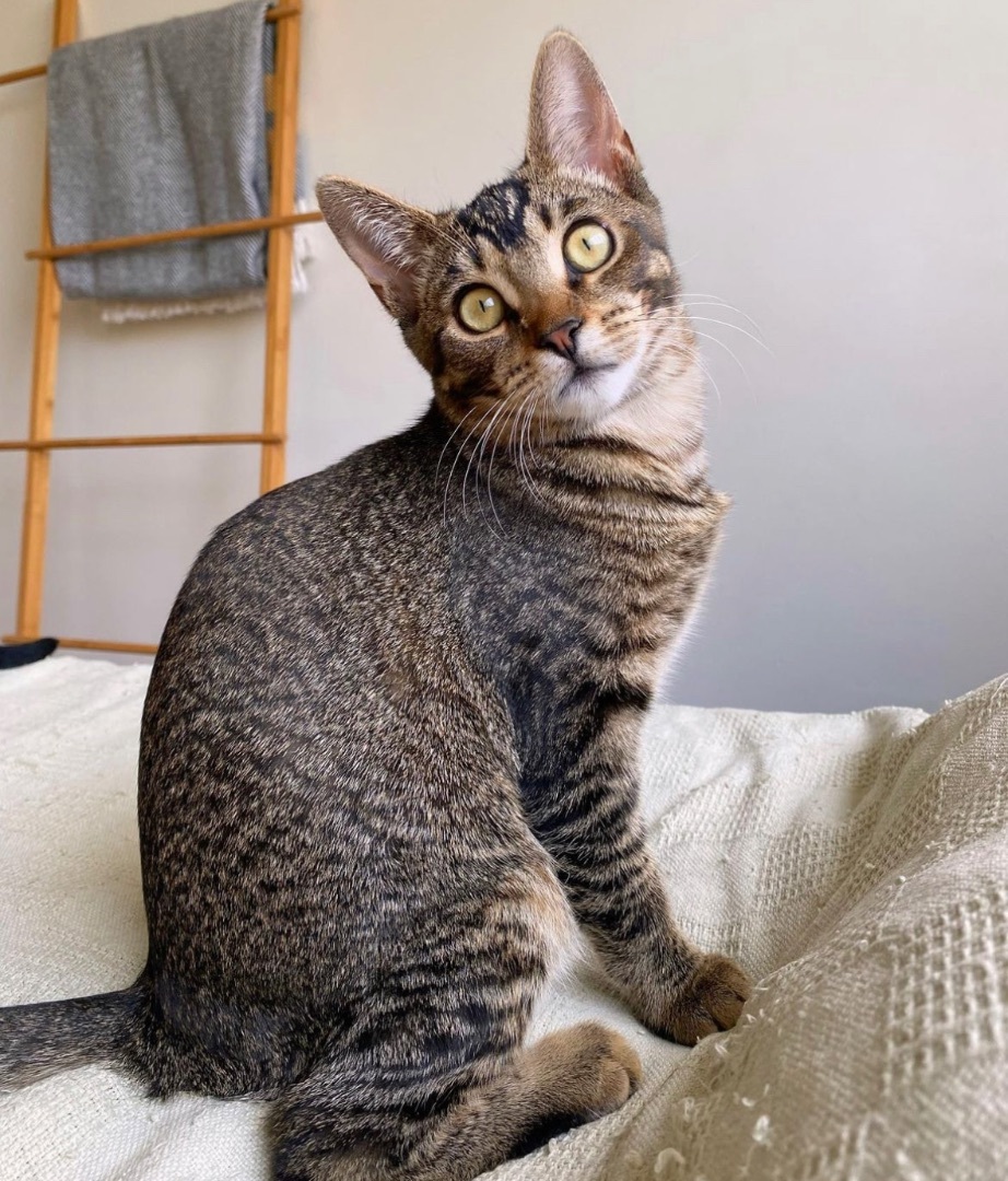 Doozy, a Adoptable Domestic Short Hair in Garden Grove, CA image 1/12