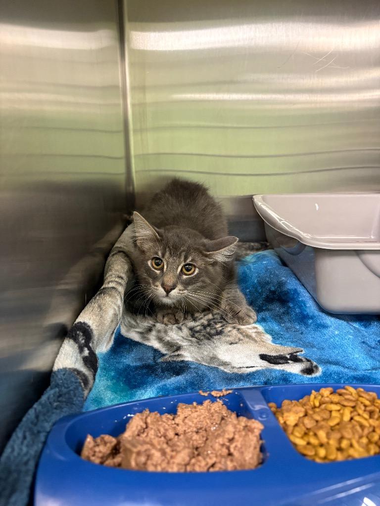 Haze, Adopted, Kitten Male Domestic Long Hair.