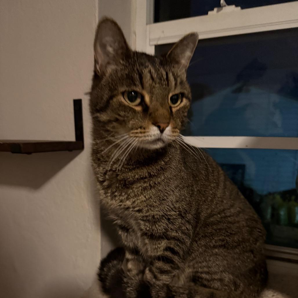 Todd, a Adoptable Domestic Short Hair in Hollywood, FL image 3/4