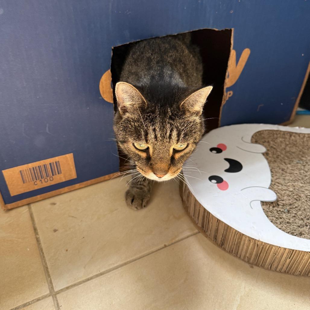 Todd, Adoptable, Adult Male Domestic Short Hair.