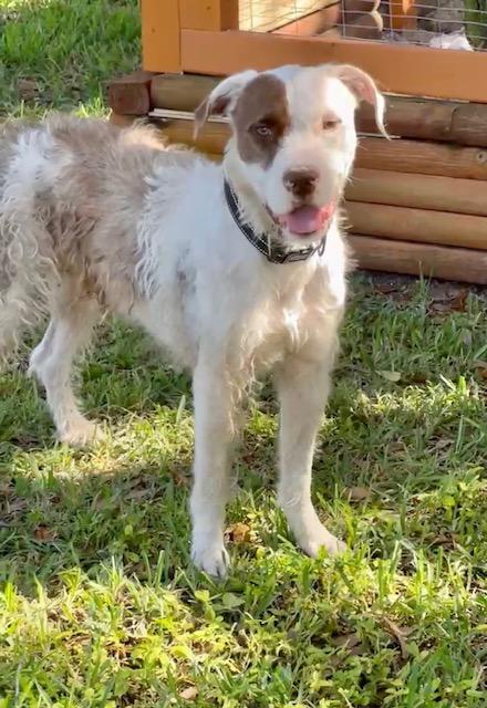 Buddy Blue, an adoptable Wirehaired Terrier, American Bulldog in Key West, FL, 33040 | Photo Image 1