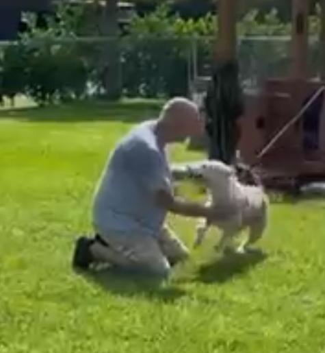 Buddy Blue, an adoptable Wirehaired Terrier, American Bulldog in Key West, FL, 33040 | Photo Image 6