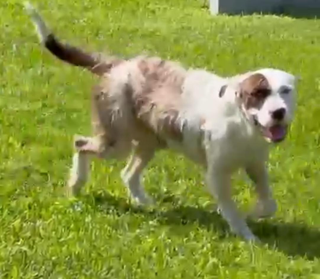 Buddy Blue, an adoptable Wirehaired Terrier, American Bulldog in Key West, FL, 33040 | Photo Image 3