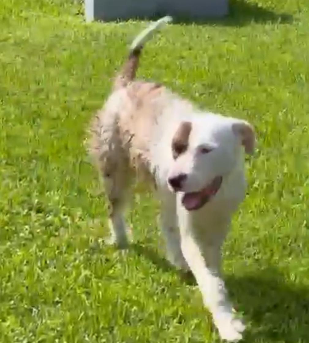 Buddy Blue, an adoptable Wirehaired Terrier, American Bulldog in Key West, FL, 33040 | Photo Image 4