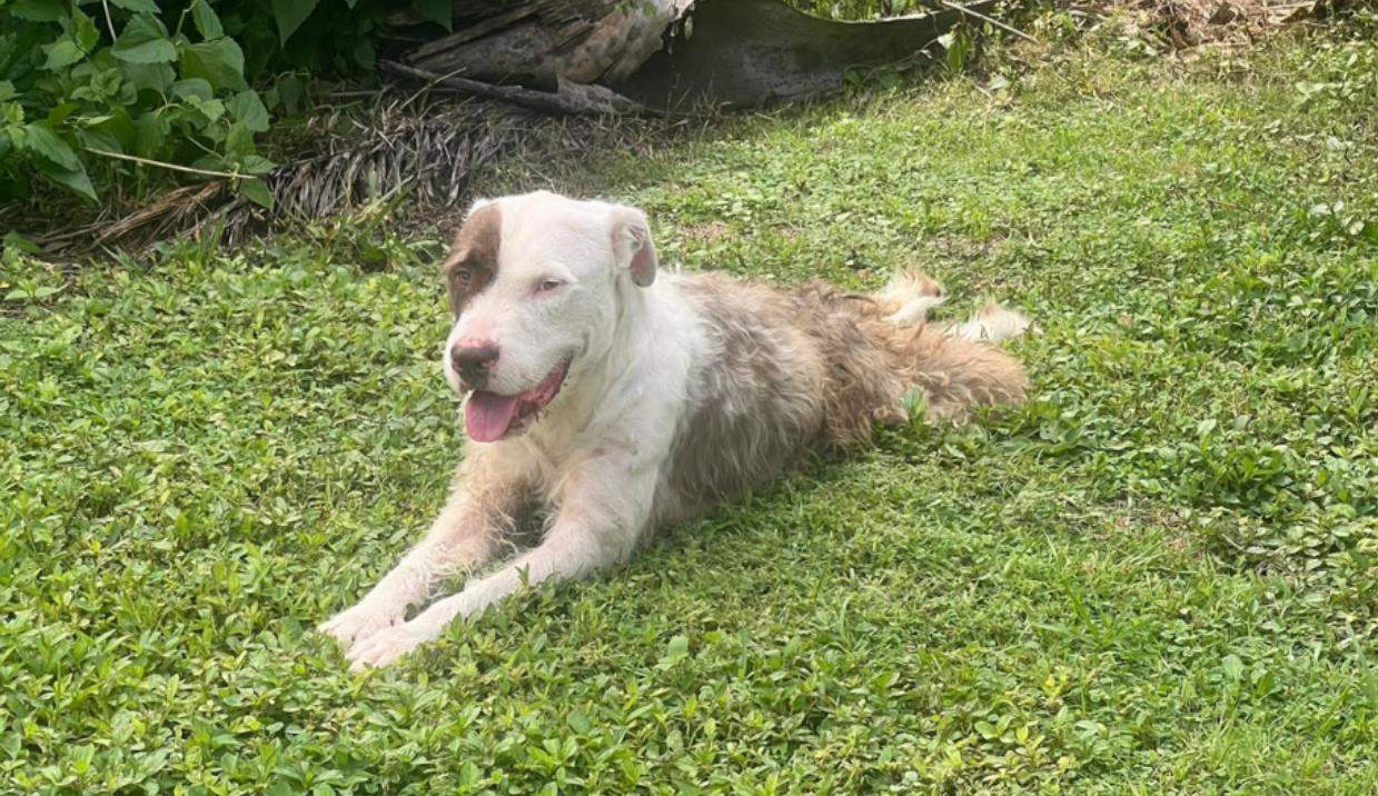 Buddy Blue, an adoptable Wirehaired Terrier, American Bulldog in Key West, FL, 33040 | Photo Image 2