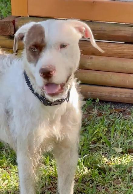 Buddy Blue, an adoptable Wirehaired Terrier, American Bulldog in Key West, FL, 33040 | Photo Image 5