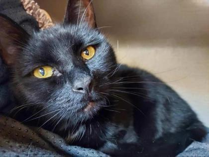 Enlarge Eclipse, a Adoptable Domestic Short Hair in Bloomsburg, PA image 3/3