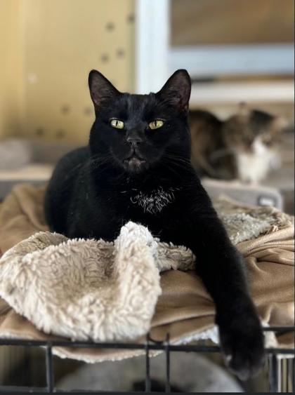 Enlarge Eclipse, a Adoptable Domestic Short Hair in Bloomsburg, PA image 2/2