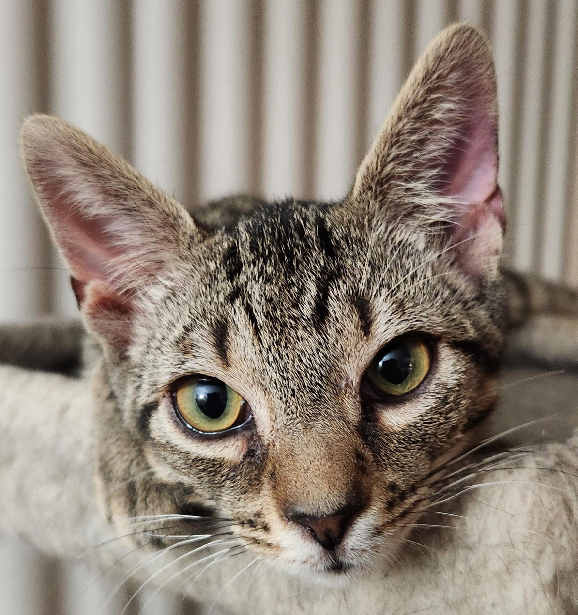 Bobby, an adopted Tabby in Linden, NJ image 2/5