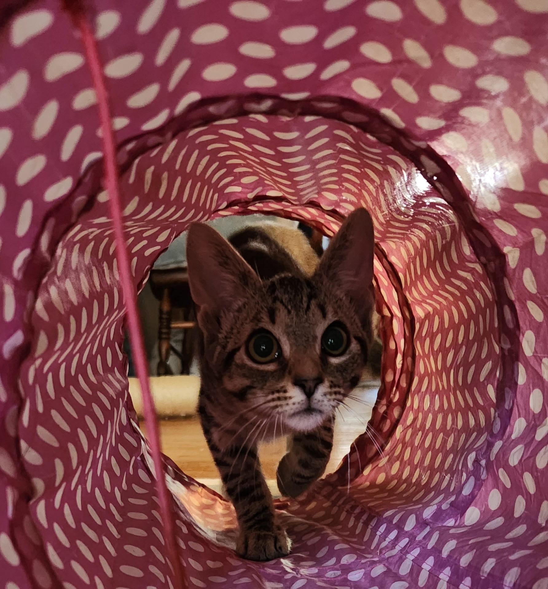 Bobby, an adopted Tabby in Linden, NJ image 5/5