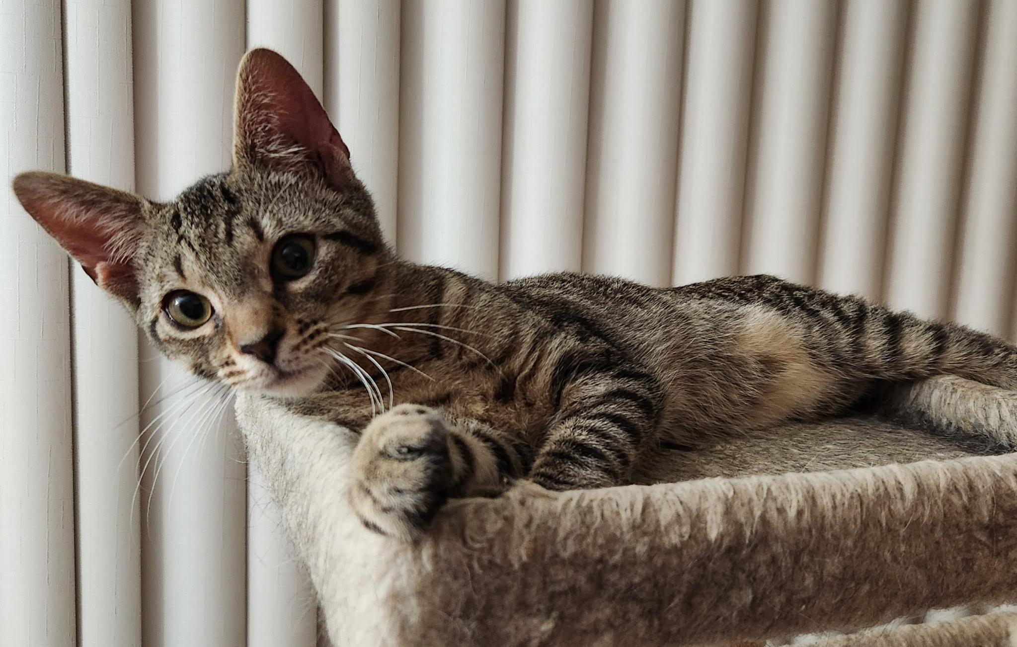 Bobby, an adopted Tabby in Linden, NJ image 3/5