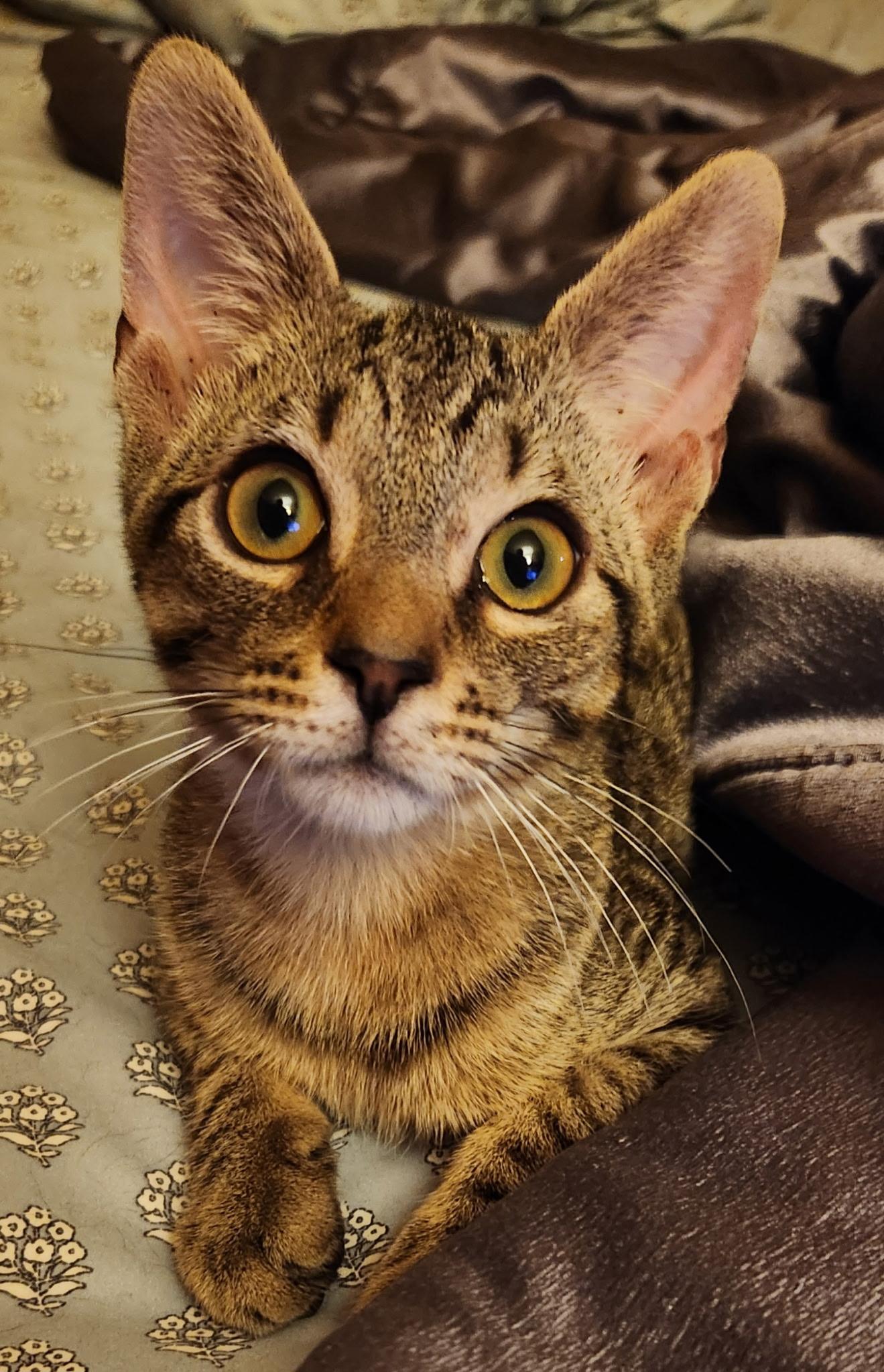 Bobby, adopted, Kitten Male Tabby.