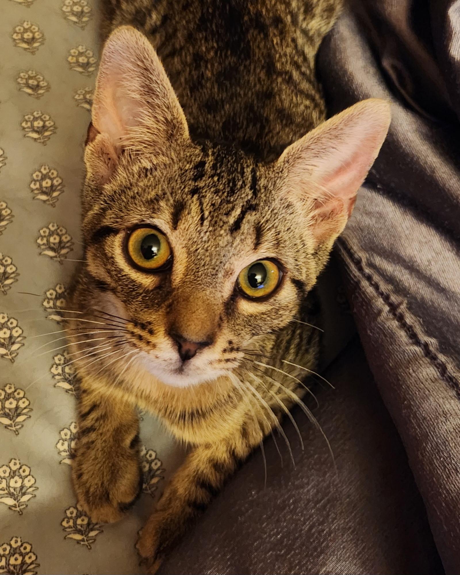 Bobby, an adopted Tabby in Linden, NJ image 4/5